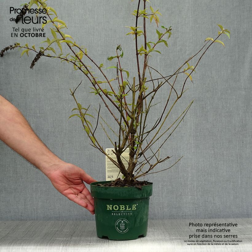 Example of Buddleja davidii Argus Velvet - Sommerflieder Topf mit 3L/4L as you get in automne