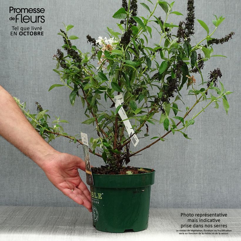 Example of Buddleja davidii Argus White - Sommerflieder Topf mit 3L/4L as you get in automne