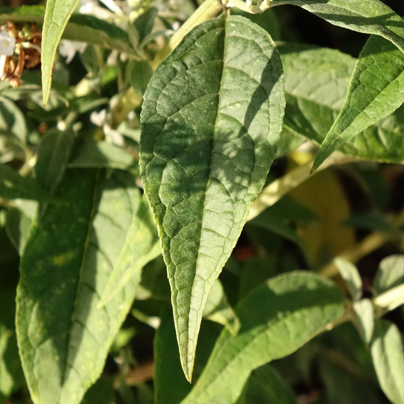 Buddleja davidii Argus White - Sommerflieder (Foliage)
