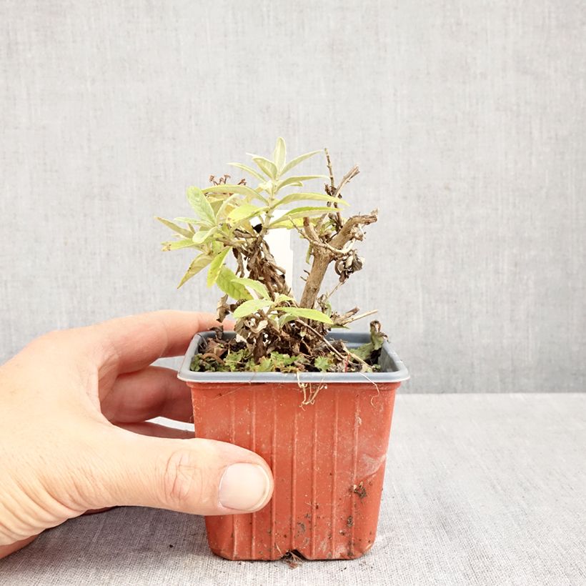 Exemplar von Buddleja davidii Butterfly Candy Lila Sweetheart - Sommerflieder Kleine Töpfe von 8/9 cm wie im Herbst geliefert