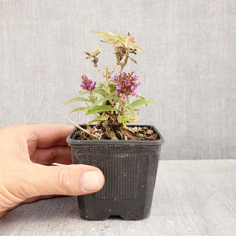 Exemplar von Buddleja davidii Butterfly Candy Little Lila - Sommerflieder Kleine Töpfe von 8/9 cm wie im Herbst geliefert