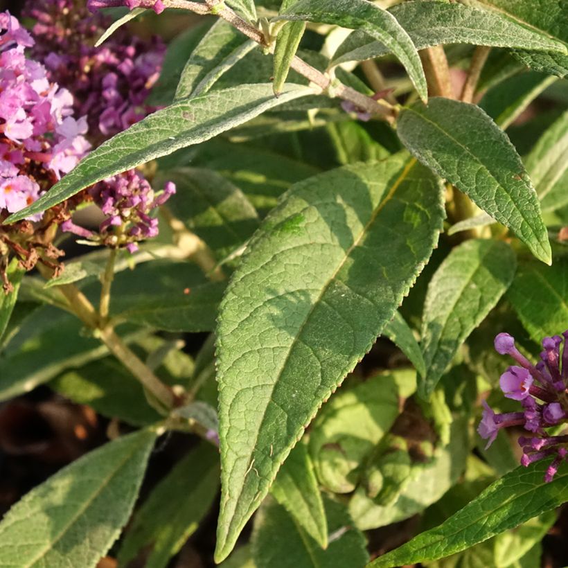 Buddleja davidii Butterfly Candy Little Lila - Sommerflieder (Foliage)