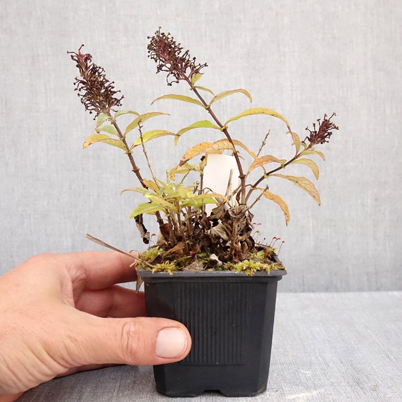 Exemplar von Buddleja davidii Butterfly Candy Little Pink - Sommerflieder Kleine Töpfe von 8/9 cm wie im Herbst geliefert