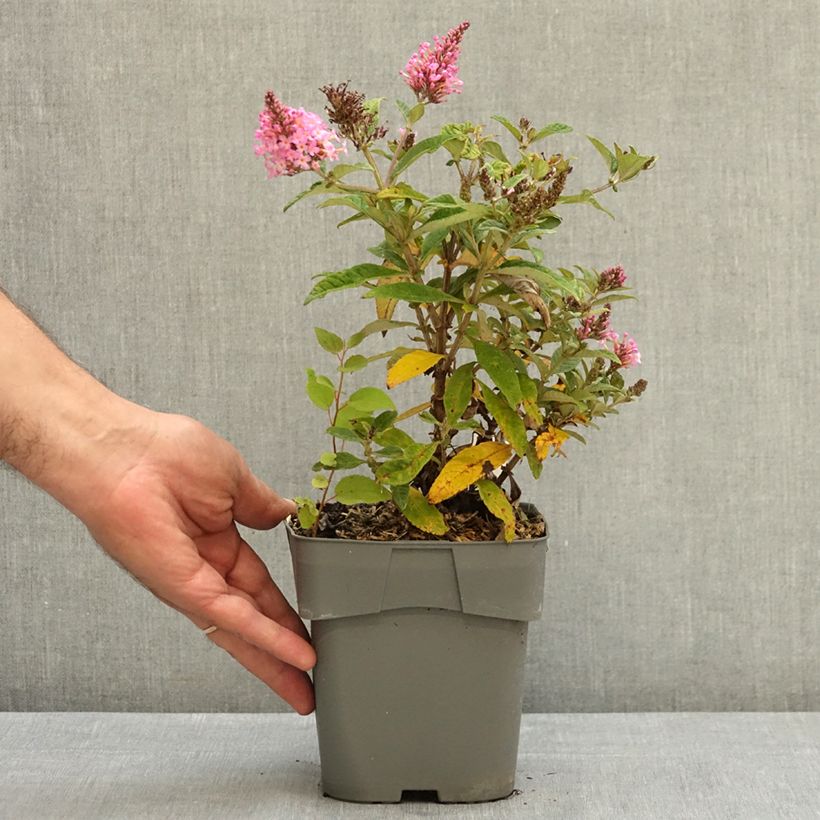 Exemplar von Buddleja davidii Butterfly Candy Little Pink - Sommerflieder Topf mit 2L/3L wie im Sommer geliefert