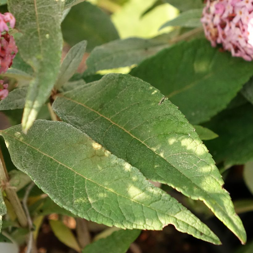 Buddleja davidii Butterfly Candy Little Pink - Sommerflieder (Foliage)