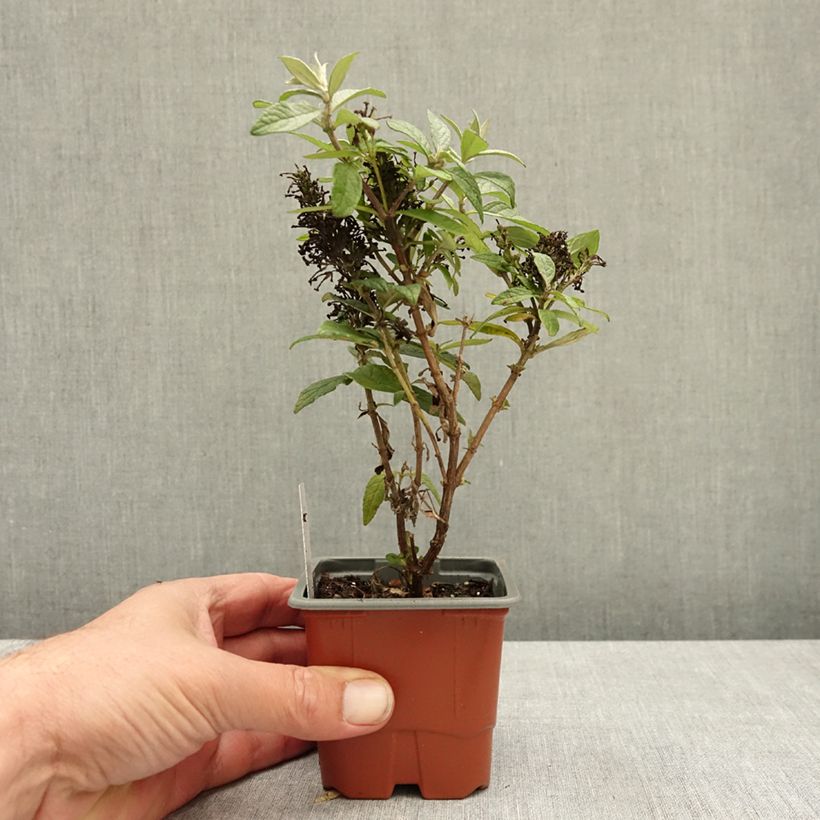 Exemplar von Buddleja davidii Butterfly Candy Little Ruby - Sommerflieder Kleine Töpfe von 8/9 cm wie im Herbst geliefert