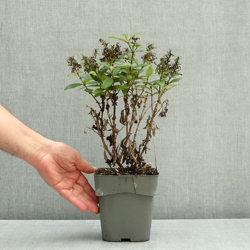Exemplar von Buddleja davidii Butterfly Candy Little Ruby - Sommerflieder Topf mit 2L/3L wie im Herbst geliefert