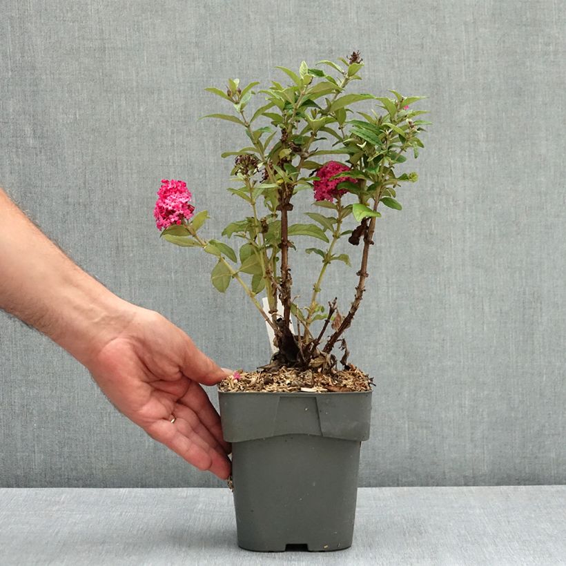 Exemplar von Buddleja davidii Butterfly Candy Little Ruby - Sommerflieder Topf mit 2L/3L wie im Sommer geliefert