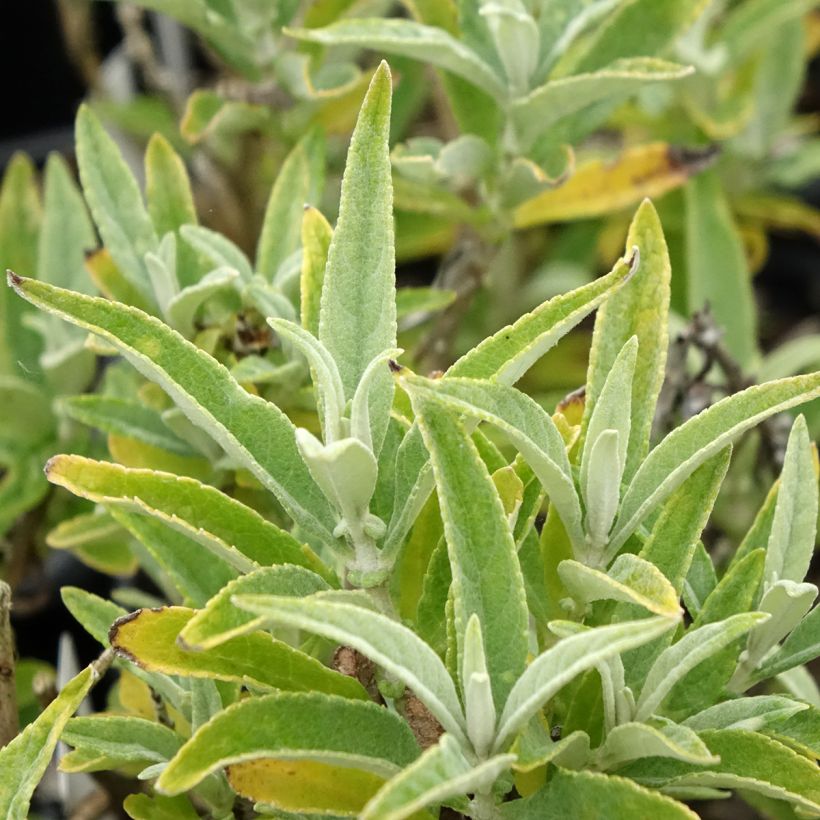 Buddleja davidii Butterfly Candy Little White - Sommerflieder (Foliage)