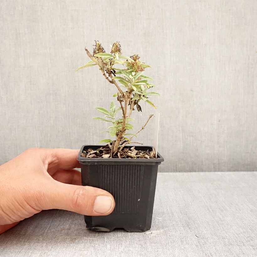 Exemplar von Buddleja davidii Butterfly Candy Little White - Sommerflieder Kleine Töpfe von 8/9 cm wie im Herbst geliefert