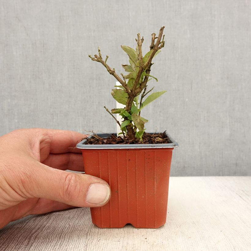 Example of Buddleja davidii Butterfly Candy Little White - Sommerflieder Kleine Töpfe von 8/9 cm as you get in printemps