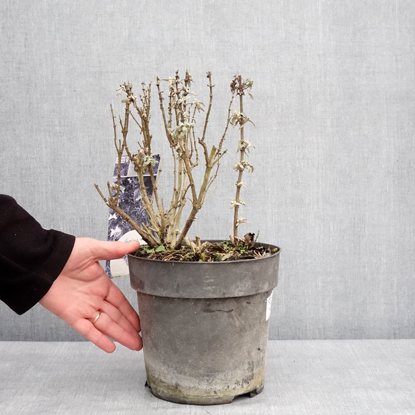 Exemplar von Buddleja davidii Butterfly Candy Trio - Sommerflieder Topf mit 4L/5L wie im Winter geliefert