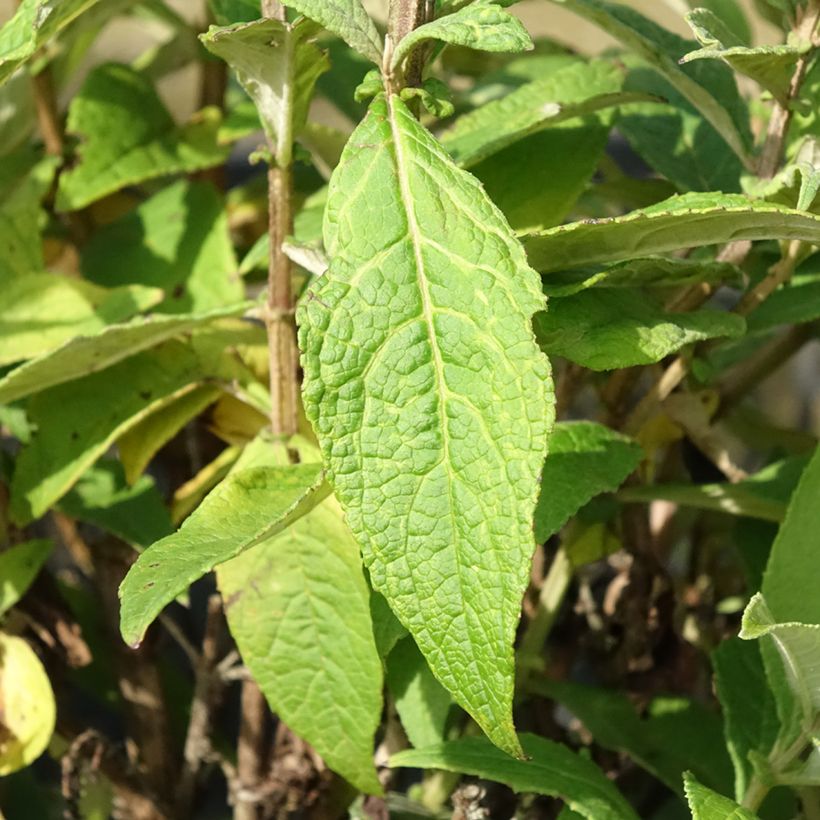 Buddleja davidii Butterfly Candy Trio Mix - Sommerflieder (Foliage)