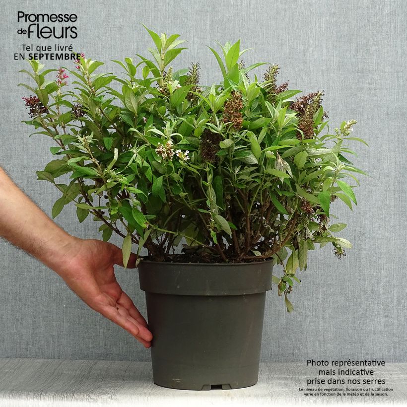 Example of Buddleja davidii Butterfly Candy Trio Mix - Sommerflieder Topf mit 4L/5L as you get in automne