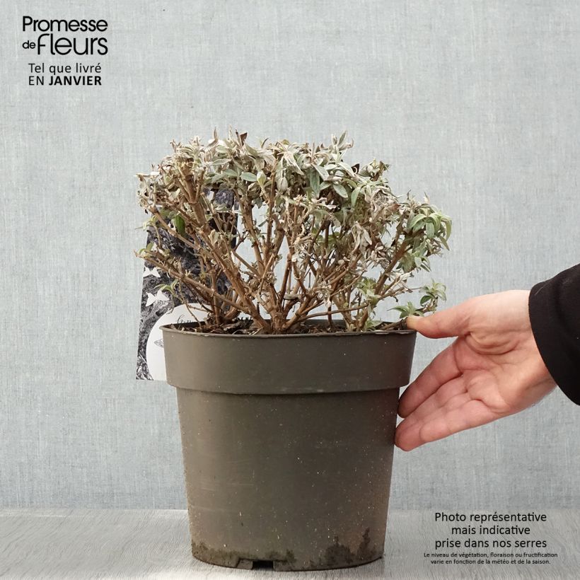 Exemplar von Buddleja davidii Butterfly Candy Trio Mix - Sommerflieder Topf mit 4L/5L wie im Winter geliefert