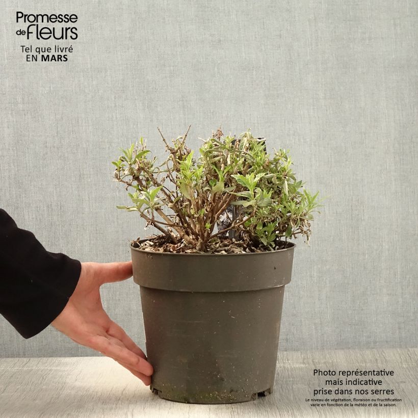 Exemplar von Buddleja davidii Butterfly Candy Trio Mix - Sommerflieder Topf mit 4L/5L wie im Frühjahr geliefert