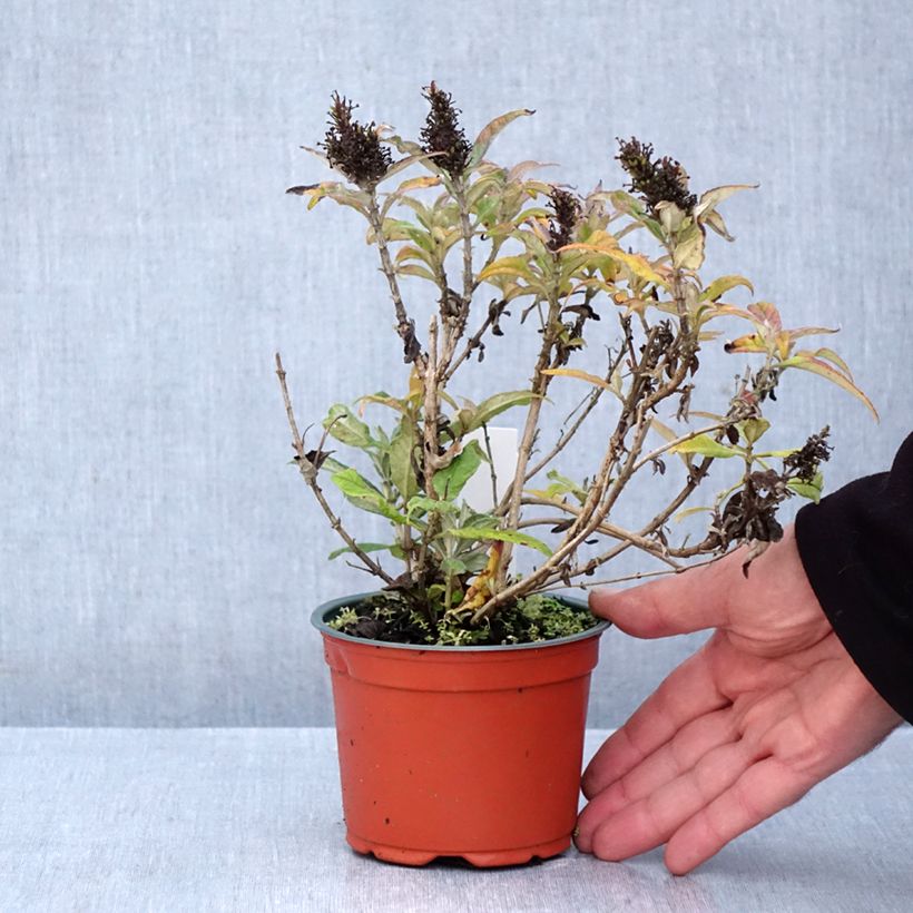 Exemplar von Buddleja davidii Butterfly Candy Little Purple - Sommerflieder Kleine Töpfe von 8/9 cm wie im Herbst geliefert