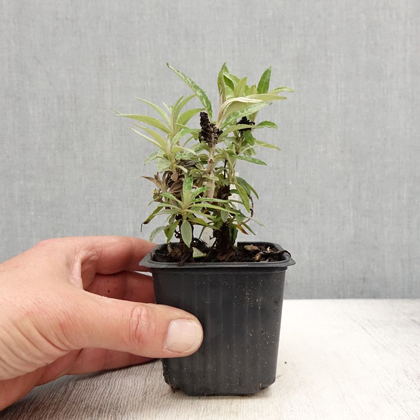 Example of Buddleja davidii Butterfly Candy Little Purple - Sommerflieder Kleine Töpfe von 8/9 cm as you get in printemps