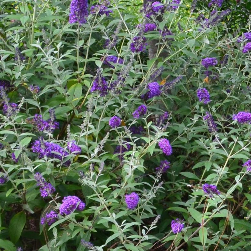 Buddleja davidii Groovy Grape - Sommerflieder (Flowering)