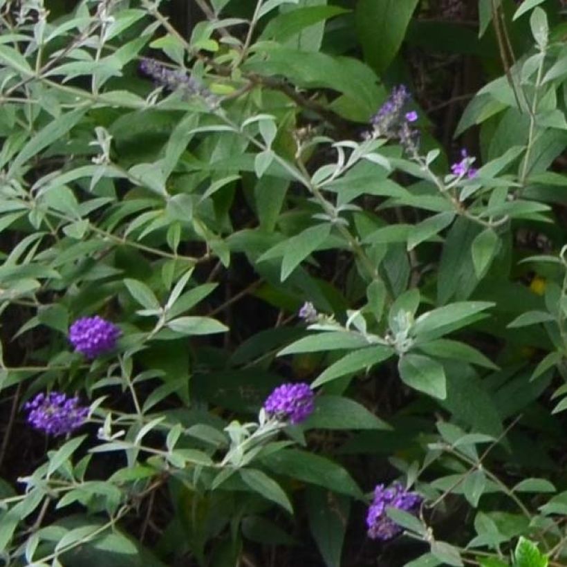 Buddleja davidii Groovy Grape - Sommerflieder (Foliage)