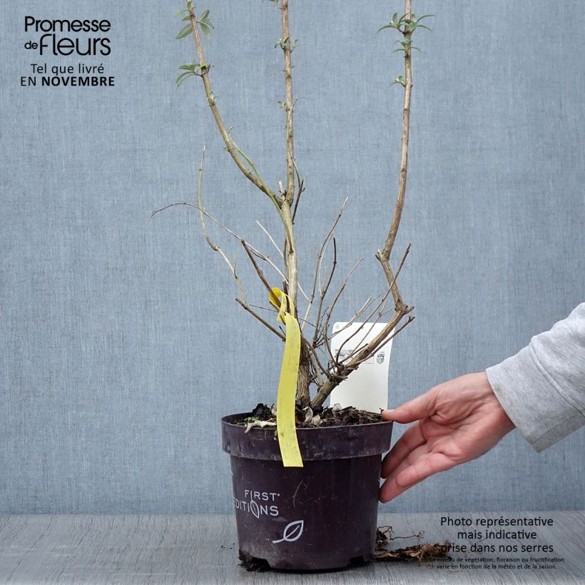 Example of Buddleja davidii Groovy Grape - Sommerflieder Topf mit 3L/4L as you get in automne