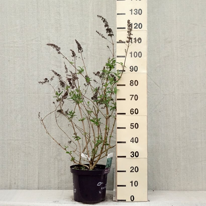 Exemplar von Buddleja davidii Groovy Grape - Sommerflieder Topf mit 7,5L/10L wie im Frühjahr geliefert