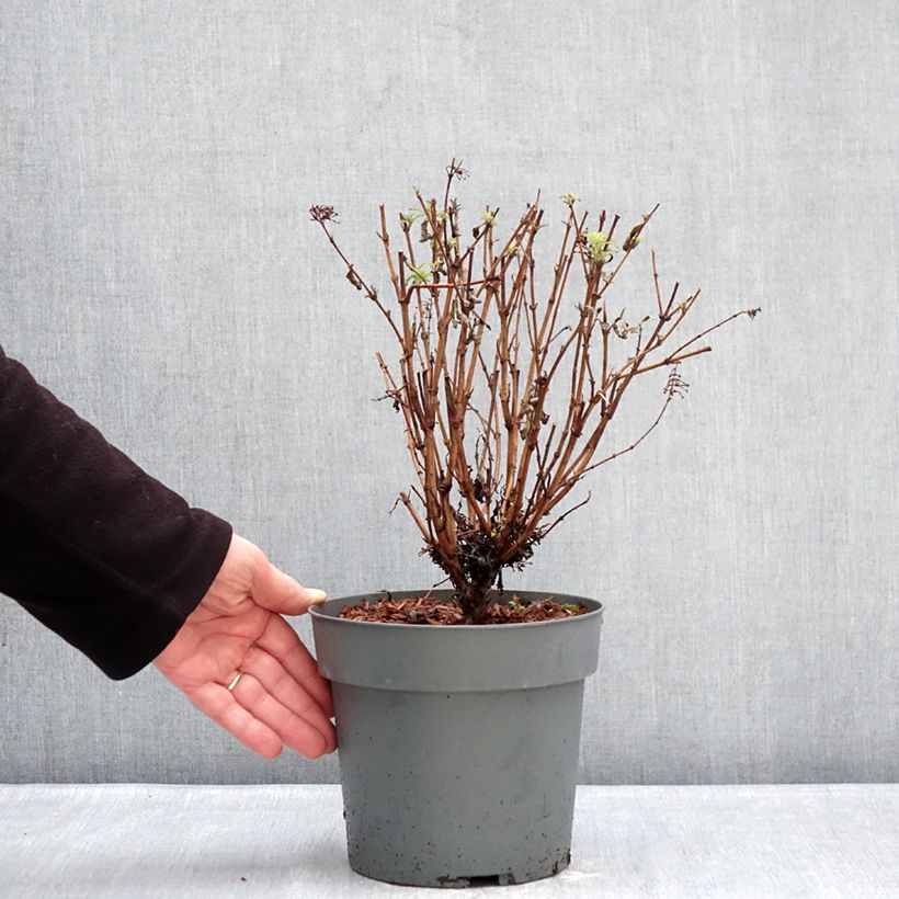 Exemplar von Buddleja davidii Octopus Magenta - Arbre aux papillons Topf mit 3L/4L wie im Winter geliefert