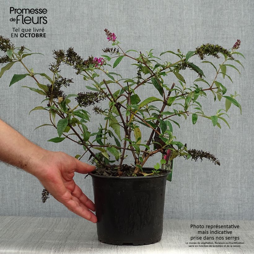 Example of Buddleja davidii Sugar Plum - Sommerflieder Topf mit 3L/4L as you get in automne