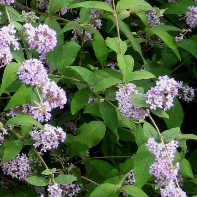 Buddleja delavayi - Chinesische Sommerflieder (Foliage)