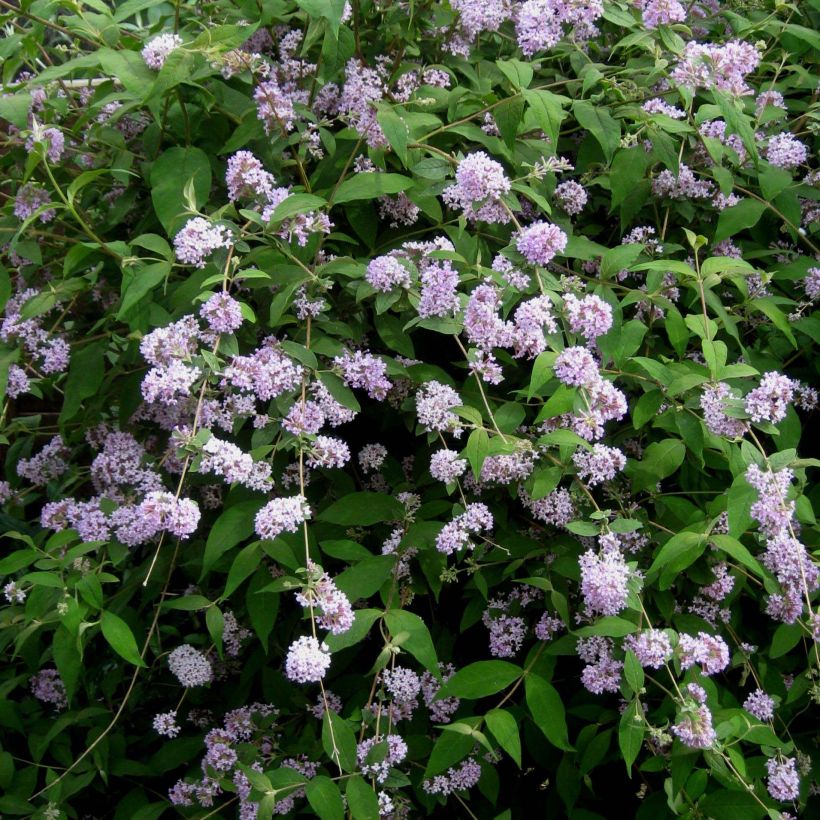 Buddleja delavayi - Chinesische Sommerflieder (Flowering)