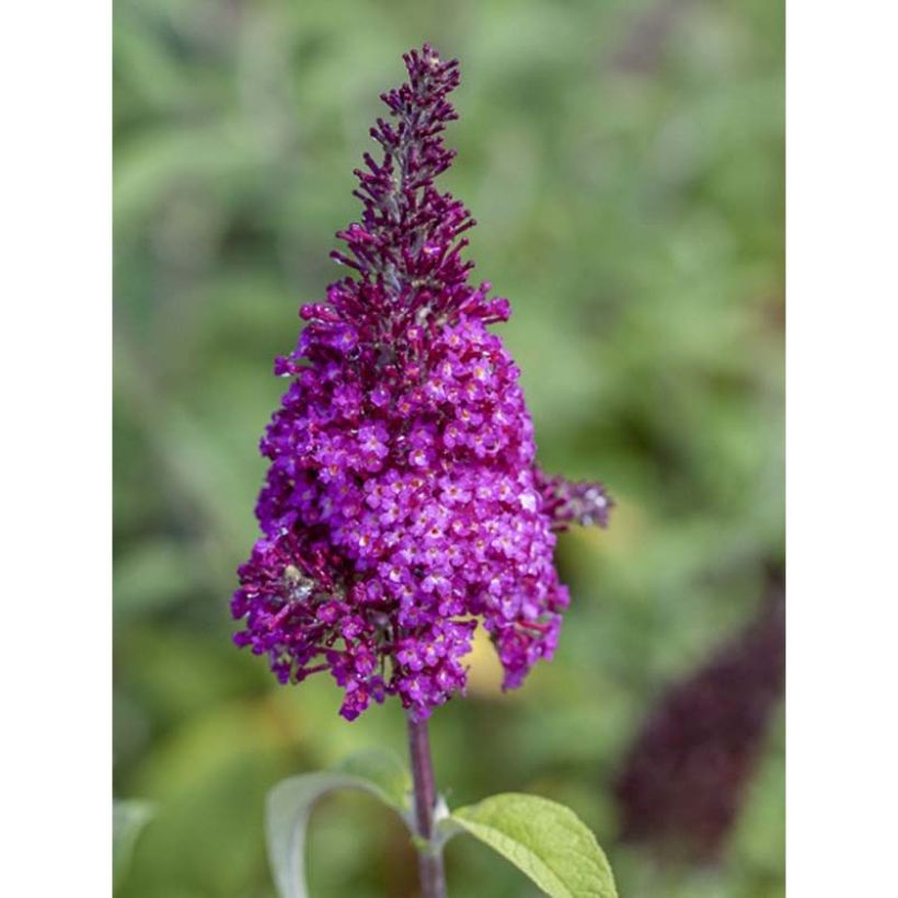 Buddleja davidii Funky Fuchsia - Sommerflieder (Flowering)