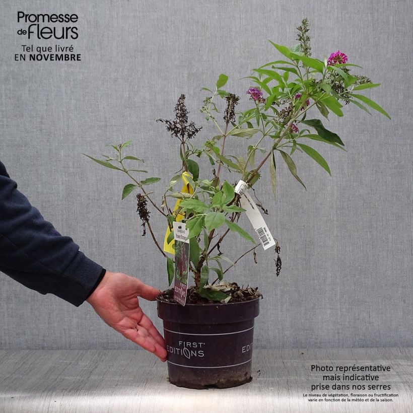Example of Buddleja davidii Funky Fuchsia - Sommerflieder Topf mit 2L/3L as you get in automne