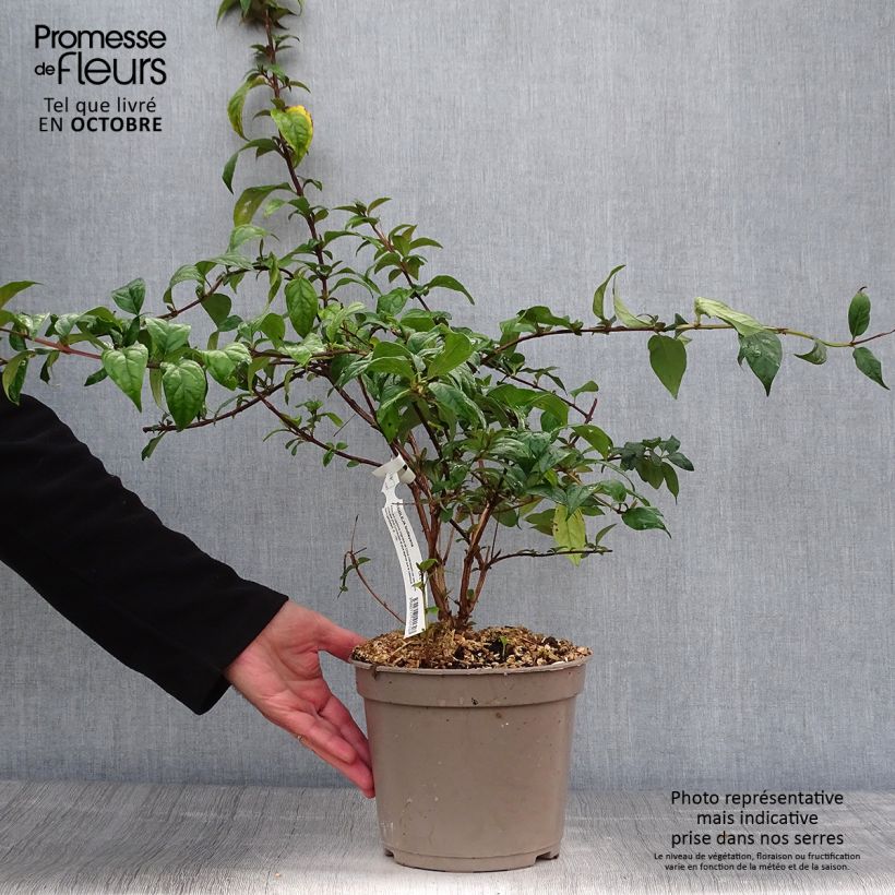 Example of Buddleja lindleyana - Lindleys Sommerflieder Topf mit 4L/5L as you get in automne