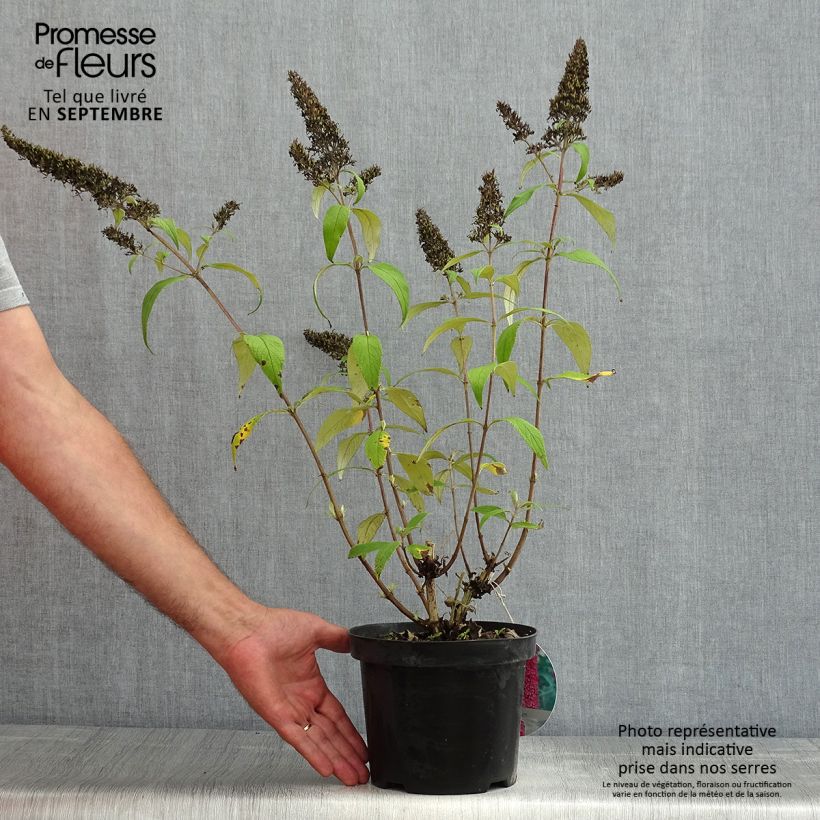 Example of Buddleja davidii Peacock - Sommerflieder Topf mit 3L/4L as you get in ete