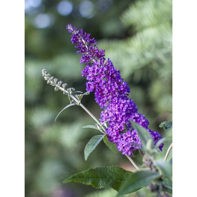 Buddleja davidii Psychedelic Sky - Sommerflieder (Flowering)