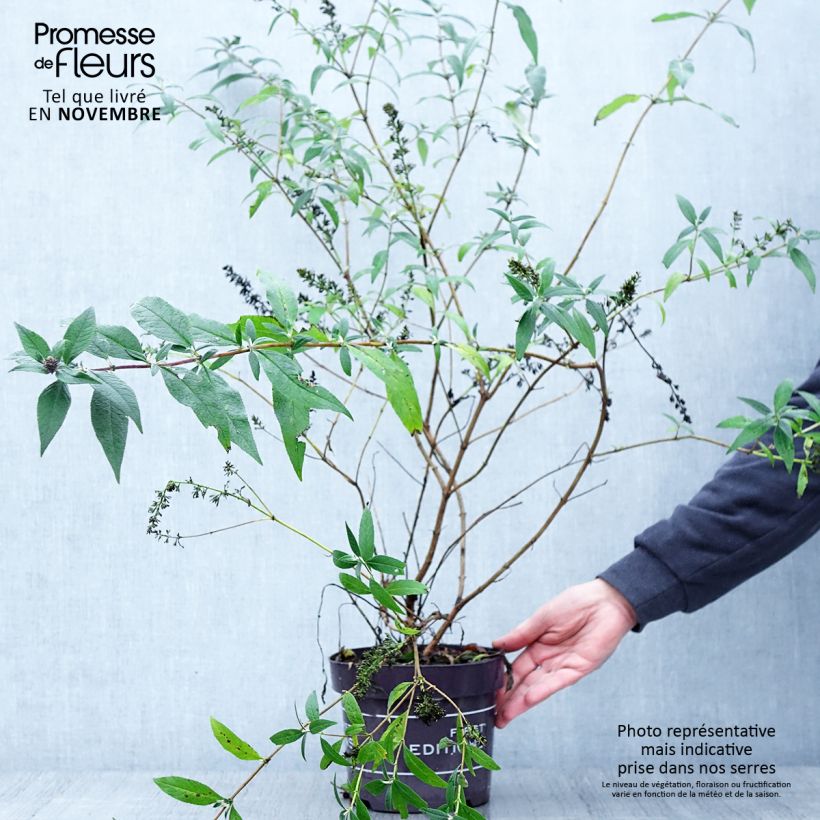 Example of Buddleja davidii Psychedelic Sky - Sommerflieder Topf mit 2L/3L as you get in automne