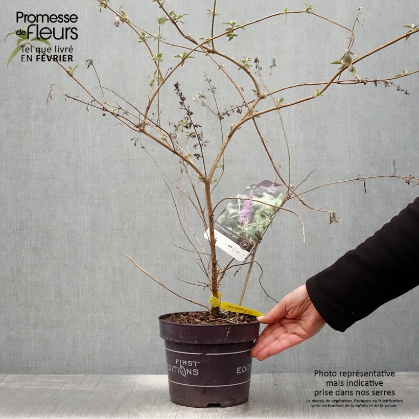 Exemplar von Buddleja davidii Psychedelic Sky - Sommerflieder Topf mit 2L/3L wie im Winter geliefert