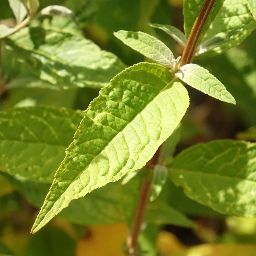 Buddleja davidii Psychedelic Sky - Sommerflieder (Foliage)