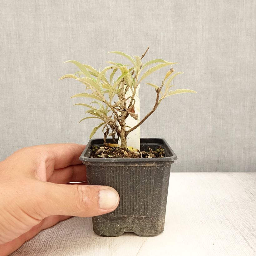 Example of Buddleja davidii Wisteria Lane - Sommerflieder Kleine Töpfe von 8/9 cm as you get in ete