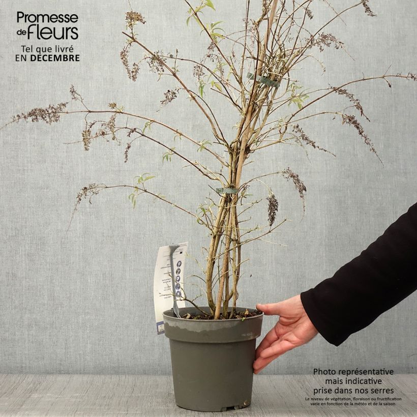 Example of Buddleja davidii Wisteria Lane - Sommerflieder Topf mit 3L/4L as you get in automne