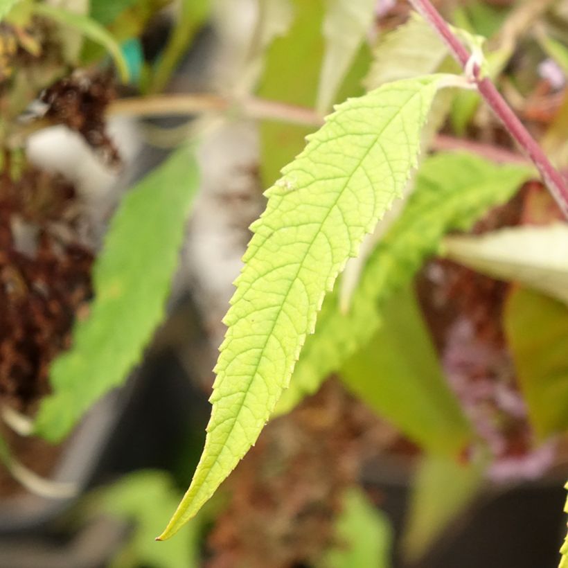 Buddleja davidii Wisteria Lane - Sommerflieder (Foliage)