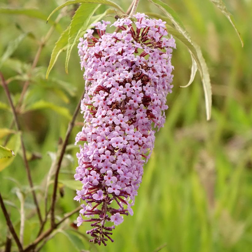 Buddleja davidii Wisteria Lane - Sommerflieder (Flowering)