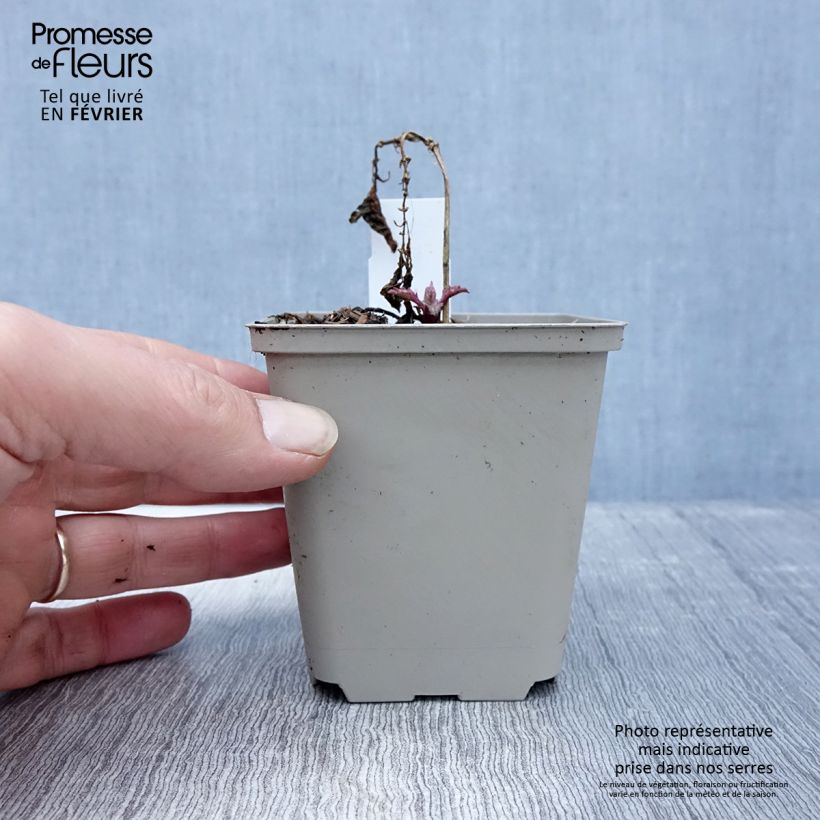 Exemplar von Ajuga incisa Frosted Jade - Aufrechter Günsel Kleine Töpfe von 8/9 cm wie im Winter geliefert