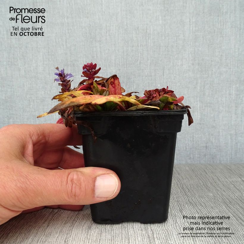 Example of Ajuga reptans Atropurpurea - Kriechender Günsel Kleine Töpfe von 7/8 cm as you get in automne