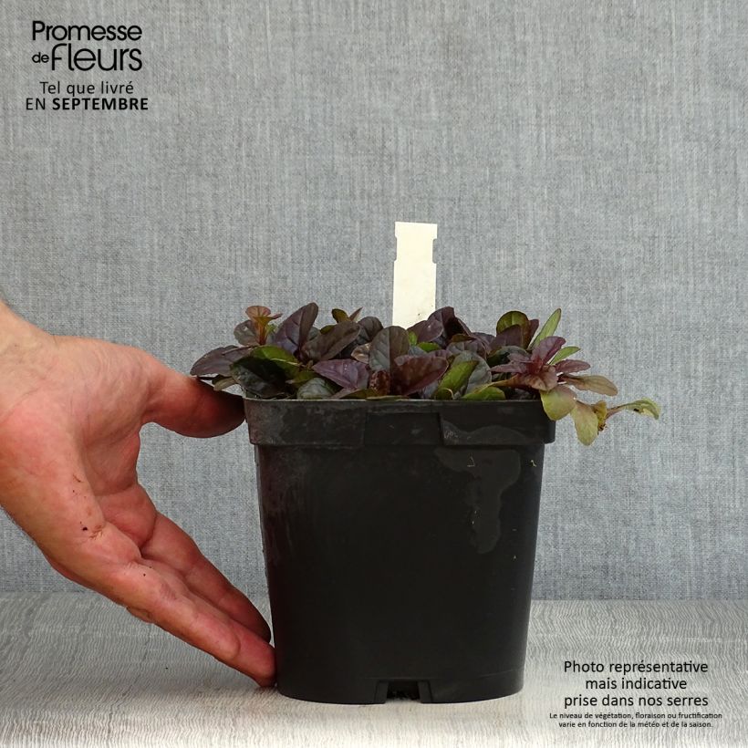 Example of Ajuga reptans Atropurpurea - Kriechender Günsel Topf mit 2L/3L as you get in ete