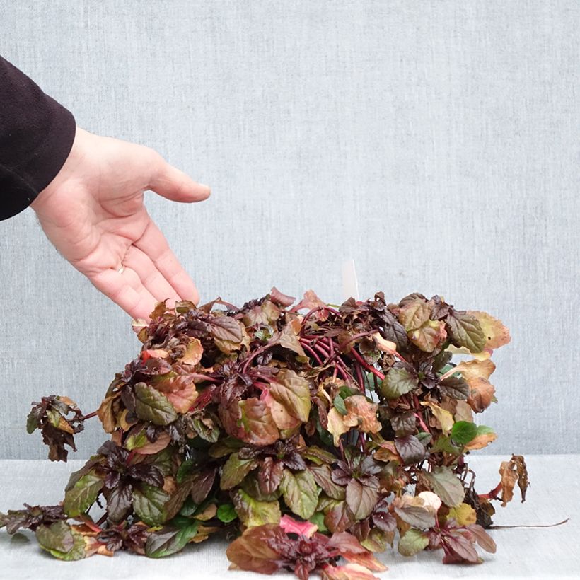 Exemplar von Ajuga reptans Atropurpurea - Kriechender Günsel Topf mit 2L/3L wie im Herbst geliefert
