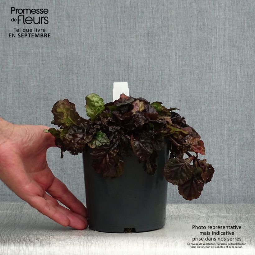 Example of Ajuga reptans Black Scallop - Kriechender Günsel Topf mit 2L/3L as you get in ete
