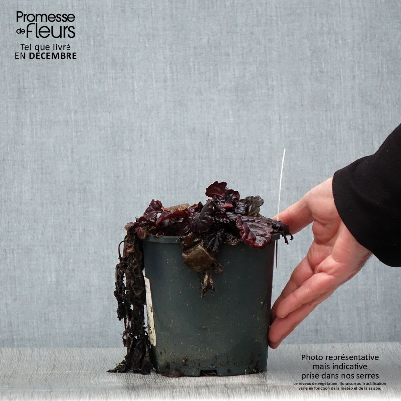 Exemplar von Ajuga reptans Black Scallop - Kriechender Günsel Topf mit 2L/3L wie im Winter geliefert