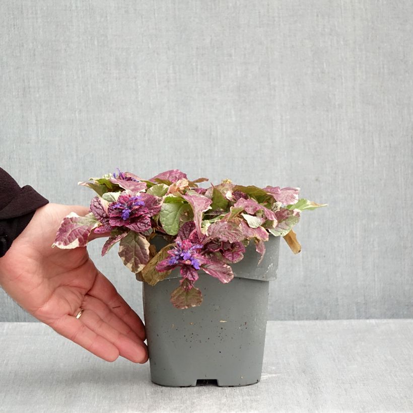 Exemplar von Ajuga reptans Burgundy Glow - Kriechender Günsel Topf mit 2L/3L wie im Herbst geliefert