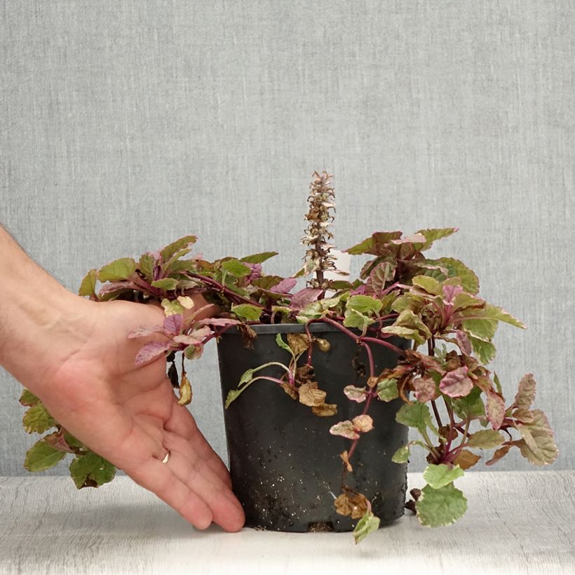 Example of Ajuga reptans Burgundy Glow - Kriechender Günsel Topf mit 2L/3L as you get in ete